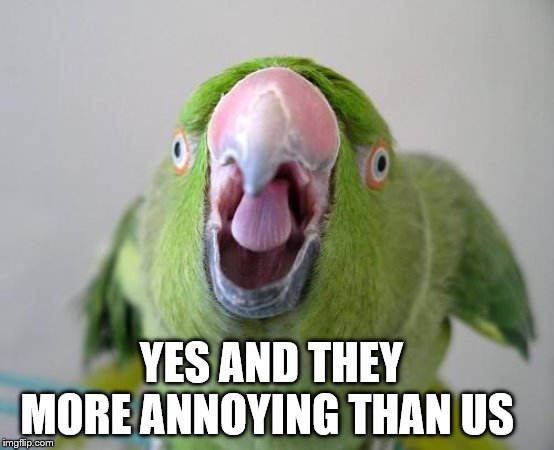 Parrot | YES AND THEY MORE ANNOYING THAN US | image tagged in parrot | made w/ Imgflip meme maker