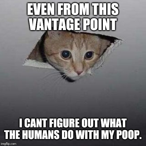 Ceiling Cat Meme | EVEN FROM THIS VANTAGE POINT; I CANT FIGURE OUT WHAT THE HUMANS DO WITH MY POOP. | image tagged in memes,ceiling cat | made w/ Imgflip meme maker