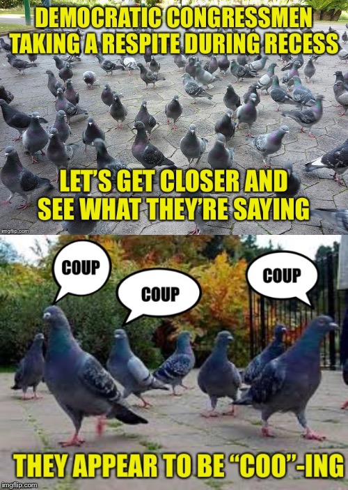 The Democrats Have Flown The Coop | image tagged in democrat congressmen,pigeons,coo,coup | made w/ Imgflip meme maker