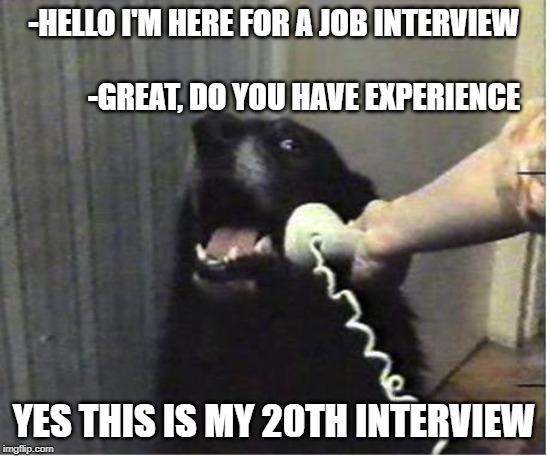 Yes this is dog | -HELLO I'M HERE FOR A JOB INTERVIEW                                                   -GREAT, DO YOU HAVE EXPERIENCE; YES THIS IS MY 20TH INTERVIEW | image tagged in yes this is dog | made w/ Imgflip meme maker