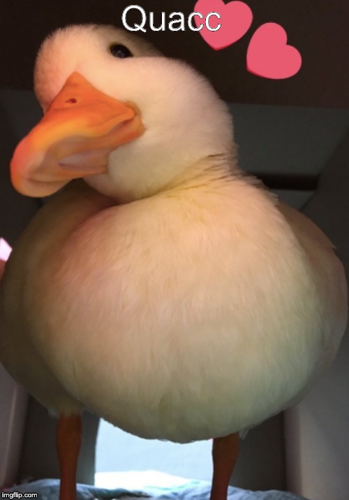 I wanted to post in the duck stream but ran out of ideas | Quacc | image tagged in quack,ducks,heart | made w/ Imgflip meme maker