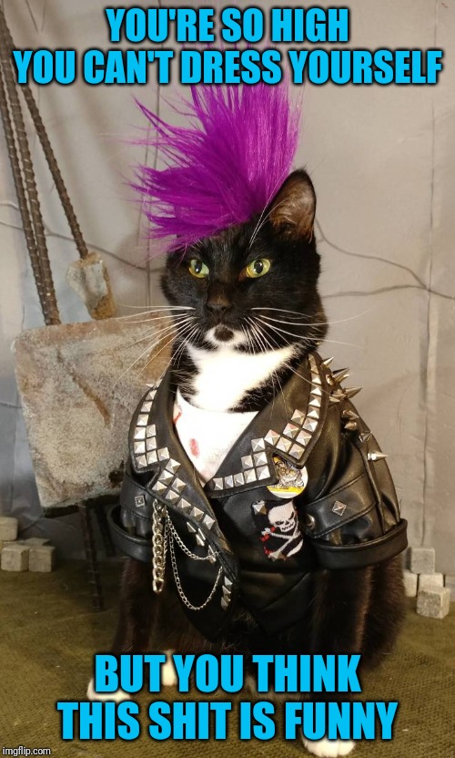 And you wonder why your cat knocks everything off the shelf | YOU'RE SO HIGH YOU CAN'T DRESS YOURSELF; BUT YOU THINK THIS SHIT IS FUNNY | image tagged in dressed cat | made w/ Imgflip meme maker