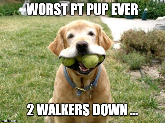  WORST PT PUP EVER; 2 WALKERS DOWN ... | image tagged in dog with balls in mouth | made w/ Imgflip meme maker