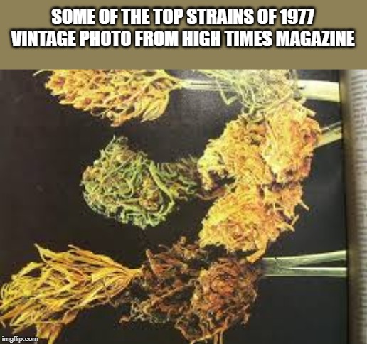 SOME OF THE TOP STRAINS OF 1977
VINTAGE PHOTO FROM HIGH TIMES MAGAZINE | made w/ Imgflip meme maker