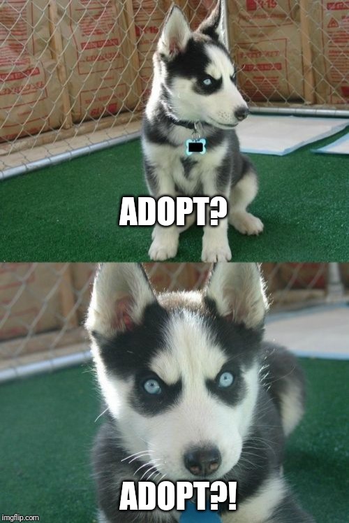 Insanity Puppy Meme | ADOPT? ADOPT?! | image tagged in memes,insanity puppy | made w/ Imgflip meme maker