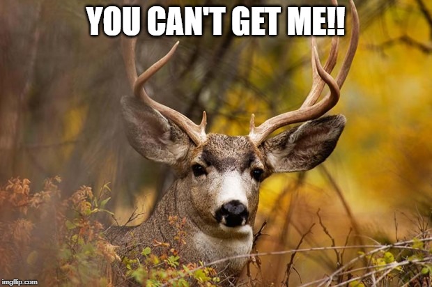 deer meme | YOU CAN'T GET ME!! | image tagged in deer meme | made w/ Imgflip meme maker