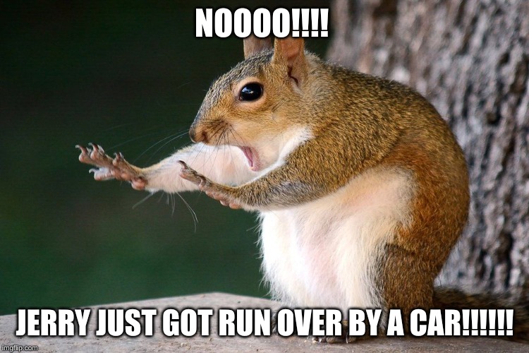 Squirrel no | NOOOO!!!! JERRY JUST GOT RUN OVER BY A CAR!!!!!! | image tagged in squirrel no | made w/ Imgflip meme maker