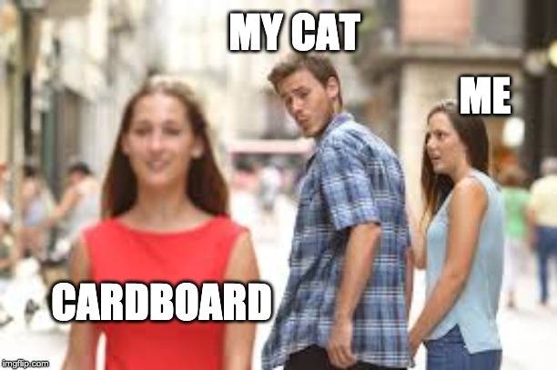 My cat's favorite thing | MY CAT; ME; CARDBOARD | image tagged in cats,funny cats,funny memes | made w/ Imgflip meme maker