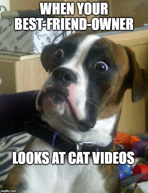 Blankie the Shocked Dog | WHEN YOUR BEST-FRIEND-OWNER; LOOKS AT CAT VIDEOS | image tagged in blankie the shocked dog | made w/ Imgflip meme maker