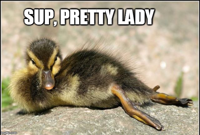 PRETTY LADY; SUP, PRETTY LADY | image tagged in ducks,duckling | made w/ Imgflip meme maker