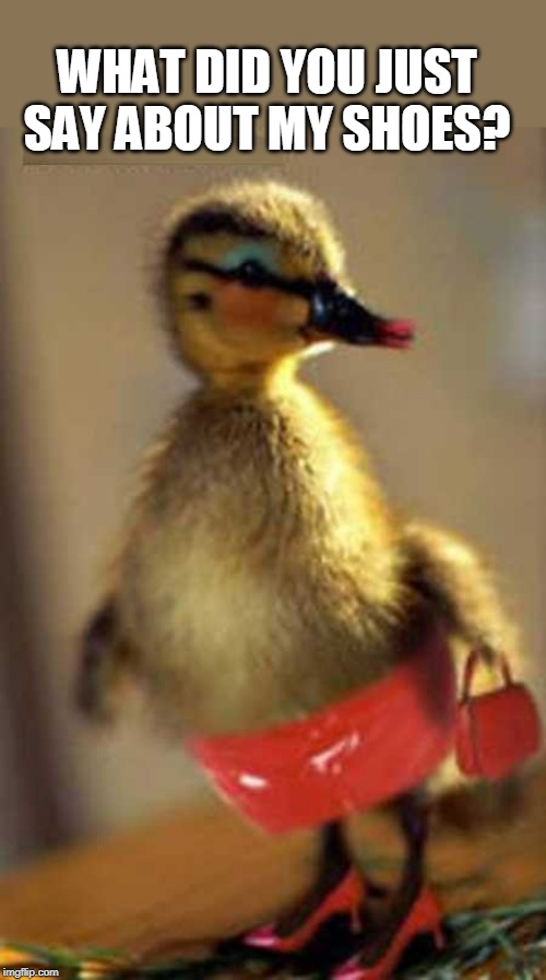 WHAT DID YOU JUST SAY ABOUT MY SHOES? | image tagged in ducks,duckling | made w/ Imgflip meme maker