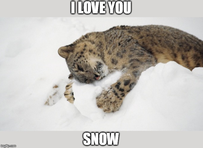 SNOW LEOPARD LOVES THE SNOW | I LOVE YOU; SNOW | image tagged in cats,funny cats,snow,leopard | made w/ Imgflip meme maker