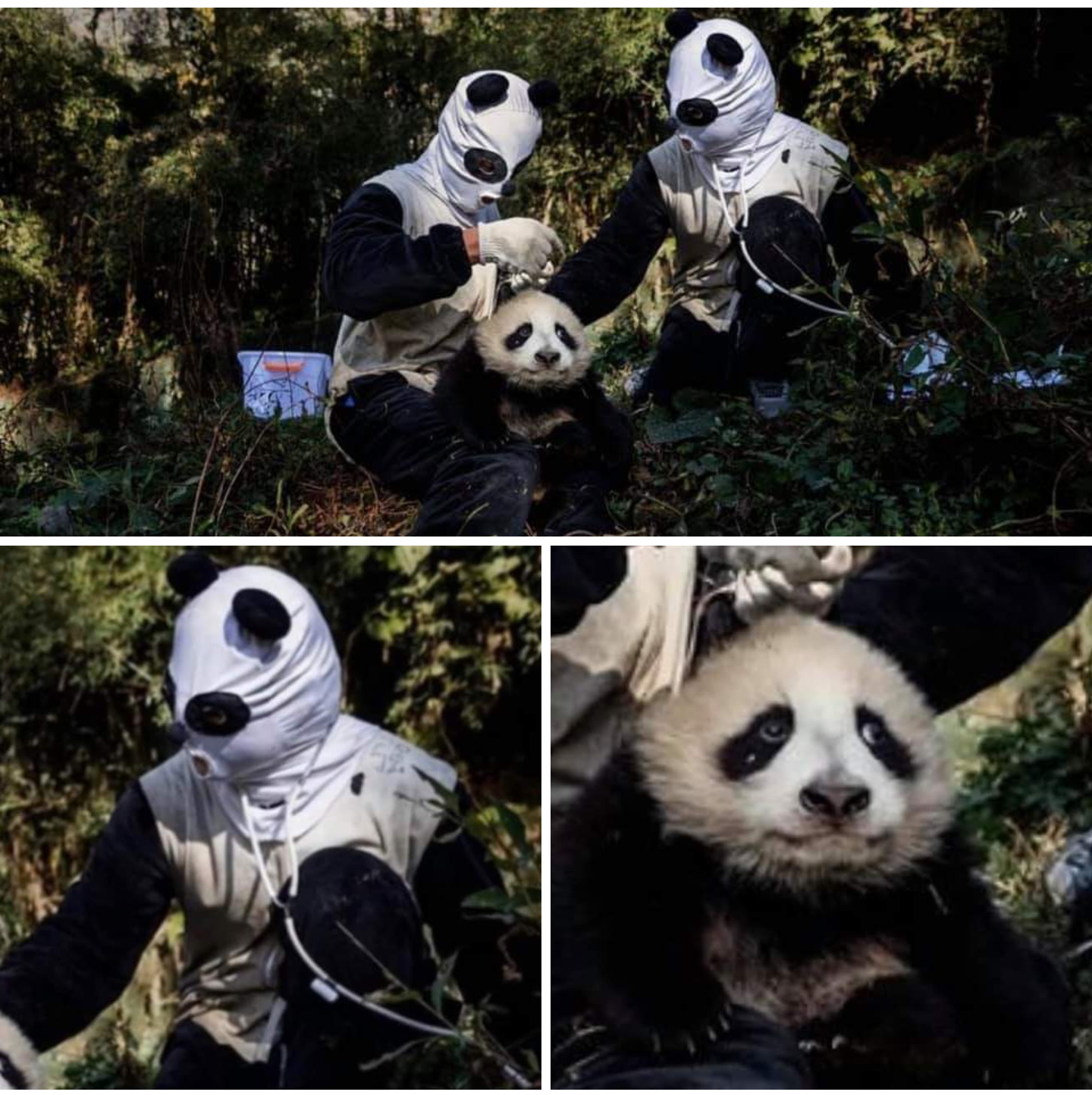 concerned panda Blank Meme Template