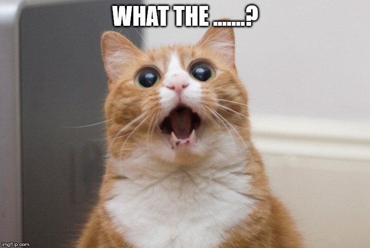 Amazed cat | WHAT THE .......? | image tagged in amazed cat | made w/ Imgflip meme maker