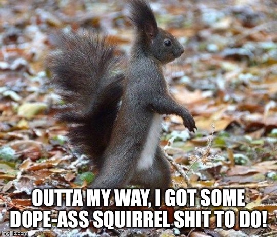 OUTTA MY WAY, I GOT SOME DOPE-ASS SQUIRREL SHIT TO DO! | image tagged in squirrels,funny | made w/ Imgflip meme maker