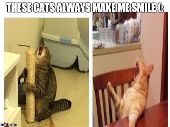 THESE CATS ALWAYS MAKE ME SMILE (: | made w/ Imgflip meme maker