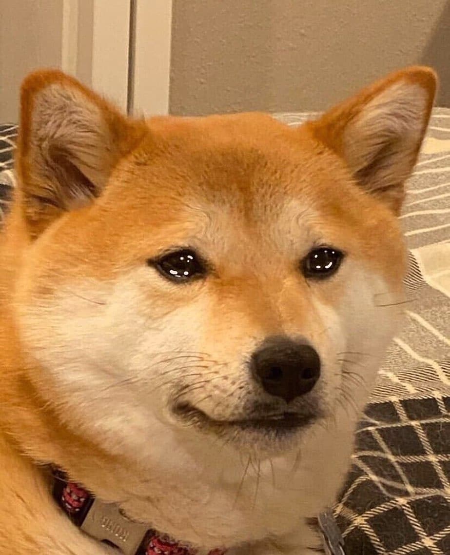 Crying Doge Blank Template Imgflip
