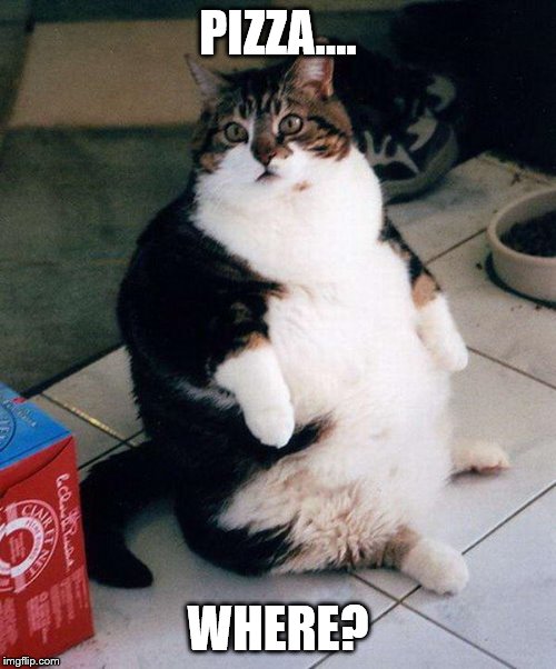 fat cat | PIZZA.... WHERE? | image tagged in fat cat | made w/ Imgflip meme maker
