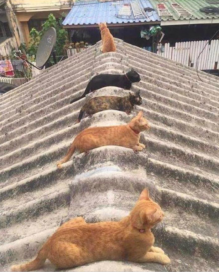 High Quality rooftop cats Blank Meme Template