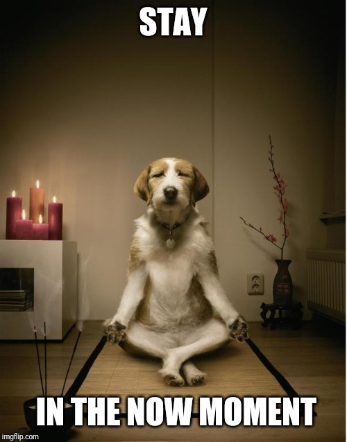 dog meditation funny |  STAY; IN THE NOW MOMENT | image tagged in dog meditation funny | made w/ Imgflip meme maker
