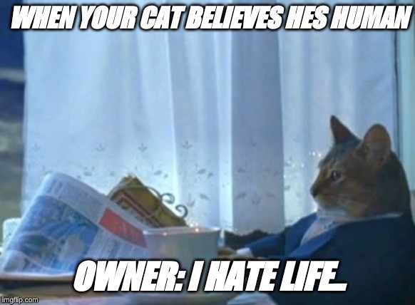 I Should Buy A Boat Cat | WHEN YOUR CAT BELIEVES HES HUMAN; OWNER: I HATE LIFE.. | image tagged in memes,i should buy a boat cat | made w/ Imgflip meme maker