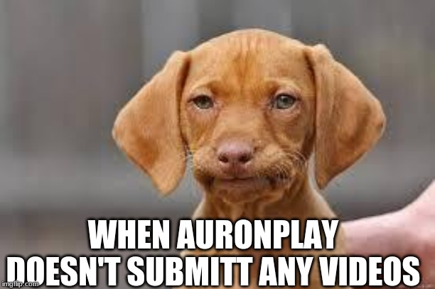 Disappointed Dog | WHEN AURONPLAY DOESN'T SUBMITT ANY VIDEOS | image tagged in disappointed dog | made w/ Imgflip meme maker