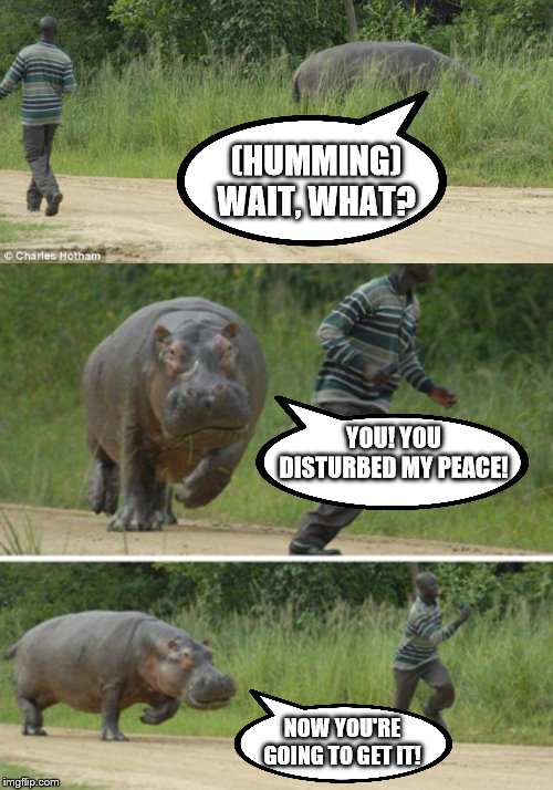hippo | (HUMMING) WAIT, WHAT? YOU! YOU DISTURBED MY PEACE! NOW YOU'RE GOING TO GET IT! | image tagged in hippo | made w/ Imgflip meme maker
