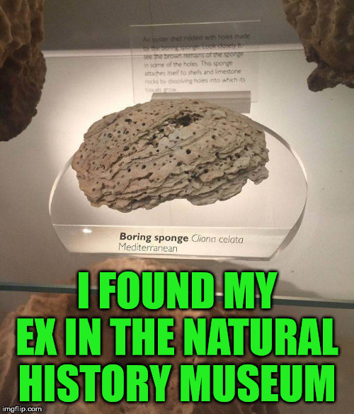 She was sure a sponge and kind of boring. | I FOUND MY EX IN THE NATURAL HISTORY MUSEUM | image tagged in sponge,ex girlfriend | made w/ Imgflip meme maker