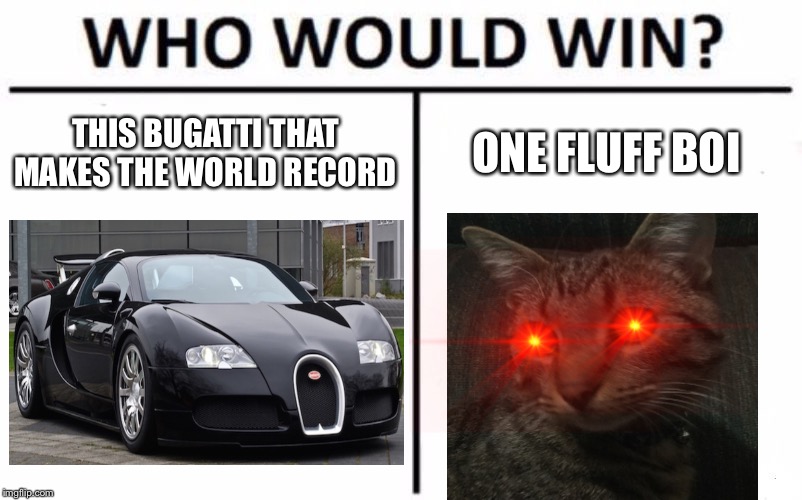 Who Would Win? Meme | THIS BUGATTI THAT MAKES THE WORLD RECORD; ONE FLUFF BOI | image tagged in memes,who would win | made w/ Imgflip meme maker