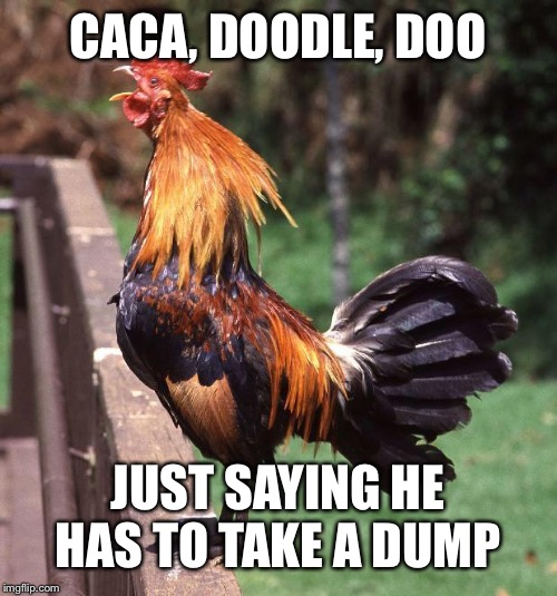 Rooster | CACA, DOODLE, DOO; JUST SAYING HE HAS TO TAKE A DUMP | image tagged in rooster | made w/ Imgflip meme maker