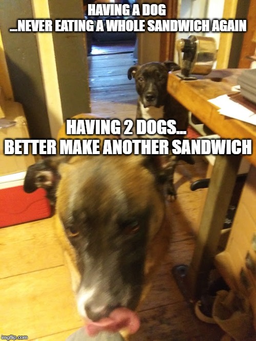 Mad Dog Laces | HAVING A DOG 
...NEVER EATING A WHOLE SANDWICH AGAIN; HAVING 2 DOGS... 
BETTER MAKE ANOTHER SANDWICH | image tagged in funny dogs | made w/ Imgflip meme maker