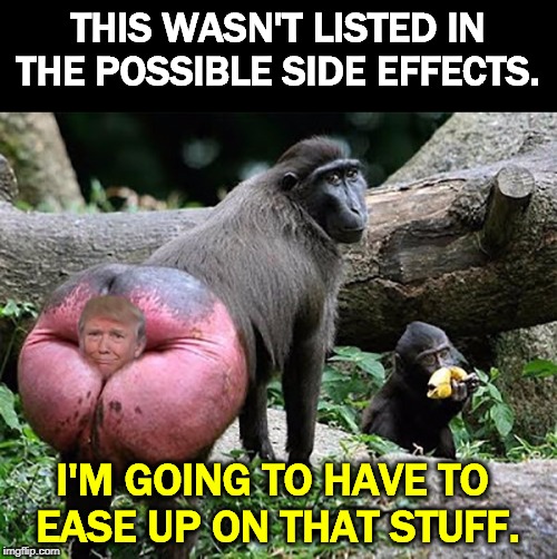 Ask Noel Casler. | THIS WASN'T LISTED IN THE POSSIBLE SIDE EFFECTS. I'M GOING TO HAVE TO 
EASE UP ON THAT STUFF. | image tagged in donald trump baboon rump,trump,drugs,addict,hallucinate | made w/ Imgflip meme maker