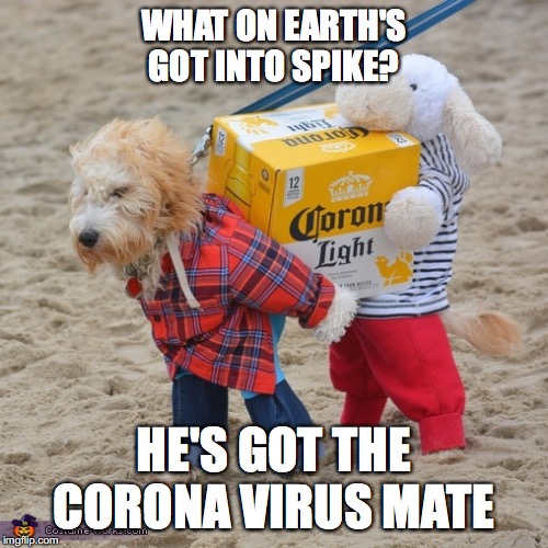 Corona Virus |  WHAT ON EARTH'S GOT INTO SPIKE? HE'S GOT THE CORONA VIRUS MATE | image tagged in coronavirus,china,big trouble in little china,great wall of china,great wall of trump | made w/ Imgflip meme maker