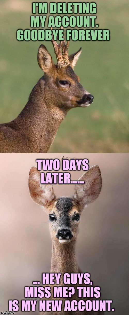 I'M DELETING MY ACCOUNT. GOODBYE FOREVER ... HEY GUYS, MISS ME? THIS IS MY NEW ACCOUNT. TWO DAYS LATER...... | made w/ Imgflip meme maker