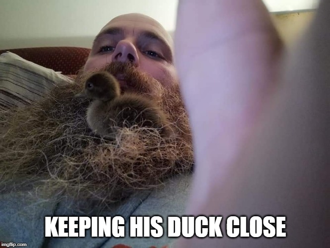 BEARD NEST | KEEPING HIS DUCK CLOSE | image tagged in ducks,duckling | made w/ Imgflip meme maker