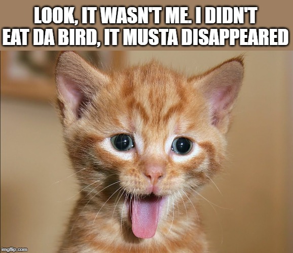 not me, I didn't do it | LOOK, IT WASN'T ME. I DIDN'T EAT DA BIRD, IT MUSTA DISAPPEARED | image tagged in cast humor,da bird,cute cat | made w/ Imgflip meme maker