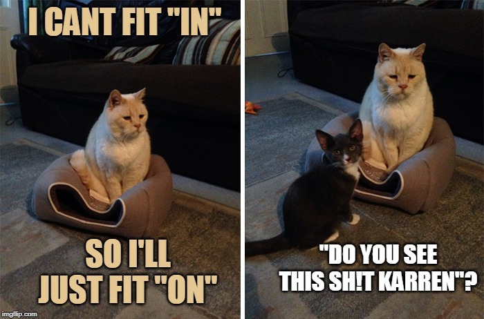 I CANT FIT "IN"; SO I'LL JUST FIT "ON"; "DO YOU SEE THIS SH!T KARREN"? | image tagged in cats,funny cats | made w/ Imgflip meme maker