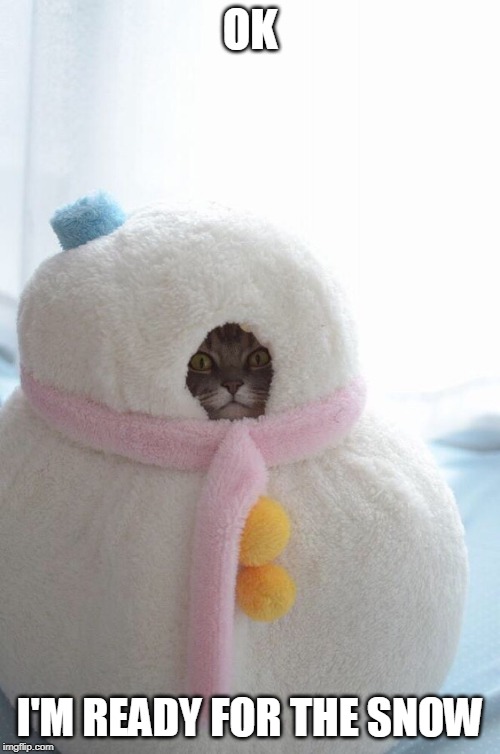 OK; I'M READY FOR THE SNOW | image tagged in snow,cats,funny cats | made w/ Imgflip meme maker