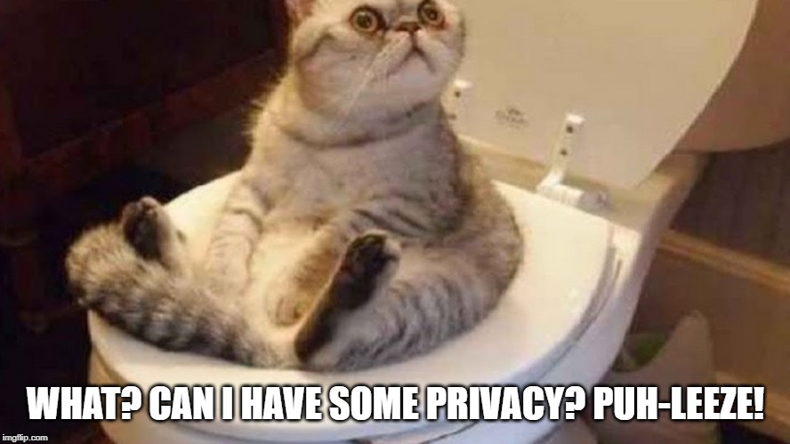 privacy puh leeze | WHAT? CAN I HAVE SOME PRIVACY? PUH-LEEZE! | image tagged in cat humor,cat on toilet | made w/ Imgflip meme maker