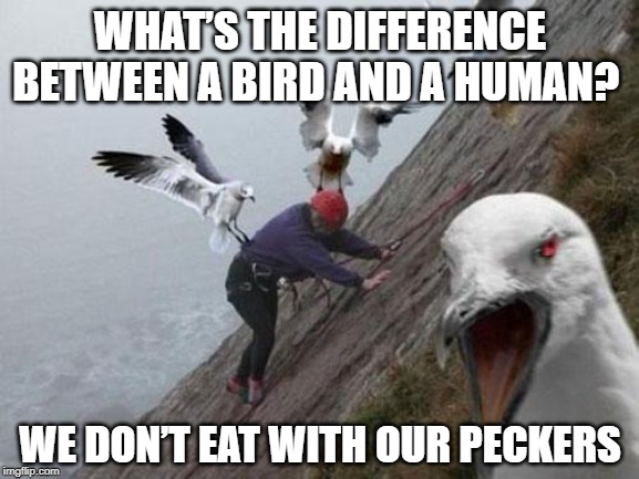 Angry Birds Eat | WHAT’S THE DIFFERENCE BETWEEN A BIRD AND A HUMAN? WE DON’T EAT WITH OUR PECKERS | image tagged in angry birds | made w/ Imgflip meme maker