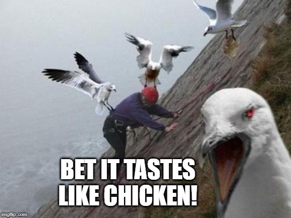 What Does Man Taste Like? | BET IT TASTES LIKE CHICKEN! | image tagged in angry birds | made w/ Imgflip meme maker