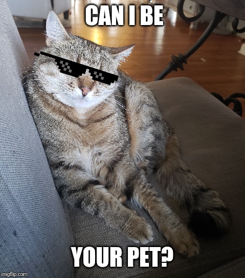 CAN I BE; YOUR PET? | made w/ Imgflip meme maker