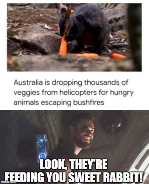 Cause This Is What Heroes Do | LOOK, THEY'RE FEEDING YOU SWEET RABBIT! | image tagged in australia,thor | made w/ Imgflip meme maker