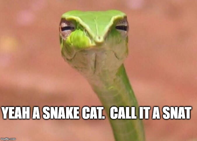 Skeptical snake | YEAH A SNAKE CAT.  CALL IT A SNAT | image tagged in skeptical snake | made w/ Imgflip meme maker