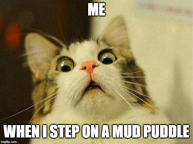 Scared Cat | ME; WHEN I STEP ON A MUD PUDDLE | image tagged in memes,scared cat | made w/ Imgflip meme maker