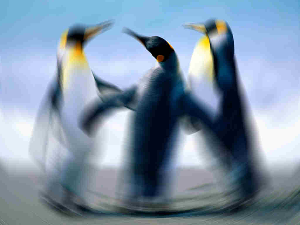 High Quality penguins Blank Meme Template