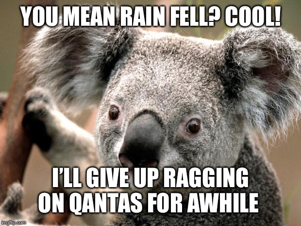 koala  | YOU MEAN RAIN FELL? COOL! I’LL GIVE UP RAGGING ON QANTAS FOR AWHILE | image tagged in koala | made w/ Imgflip meme maker