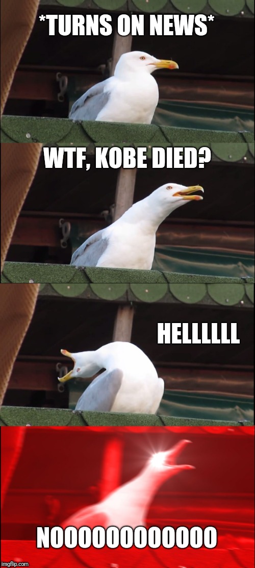 Inhaling Seagull | *TURNS ON NEWS*; WTF, KOBE DIED? HELLLLLL; NOOOOOOOOOOOO | image tagged in memes | made w/ Imgflip meme maker