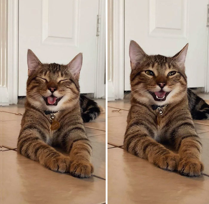 High Quality Cat pleased with joke Blank Meme Template