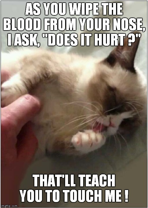 Grumpys No Petting Warning | AS YOU WIPE THE BLOOD FROM YOUR NOSE, I ASK, "DOES IT HURT ?"; THAT'LL TEACH YOU TO TOUCH ME ! | image tagged in fun,grumpy cat,injuries | made w/ Imgflip meme maker